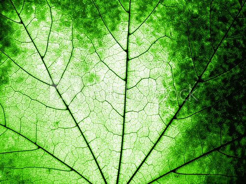 Macro of a green maple leaf