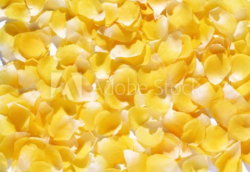 Background of delicate yellow flower petals