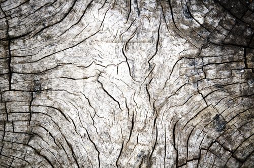 Close up of the black and white tree stump texture pattern. Detail of the wood with grain look old and vintage. Abstract for nature background