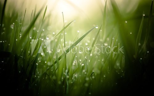 damp morning grass