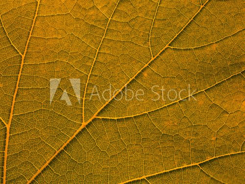 orange leaf texture