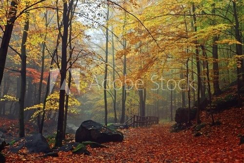 Autumn stream in the forest in misty day