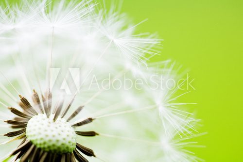 Close-up of Dandelion Seeds on Green Background