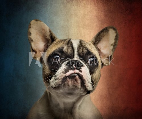 Close-up of a French Bulldog, on a vintage colored background