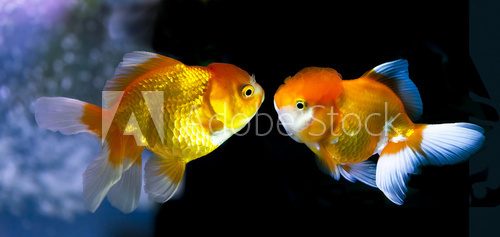 Goldfish in Aquarium.Fish and water are saturate colour with dis
