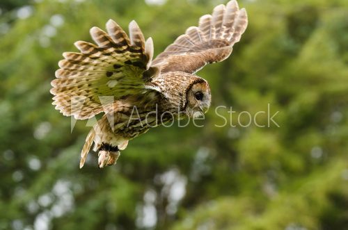 Tawny Owl flying