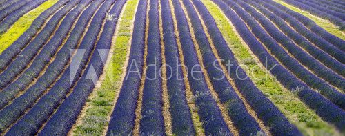 Plateau de Valensole (Provence), lavender
