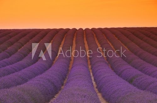 Lavendelfeld Sonnenuntergang - lavender field sunset 04
