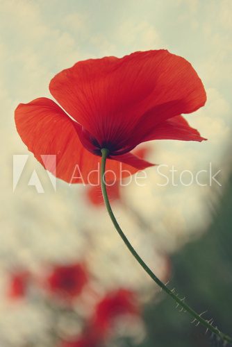 Red Poppy Against Blue Cloudy Sky