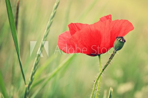 Red Poppy  and small bud