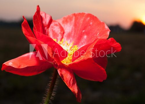 Sunset poppy