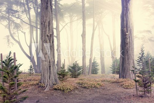morning fog in the woods