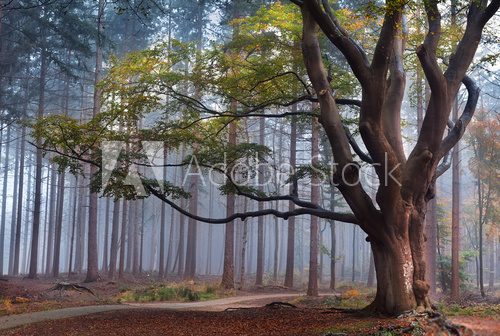 big beech tree in foggy forest