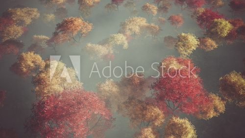 Aerial of autumn forest in the mist.