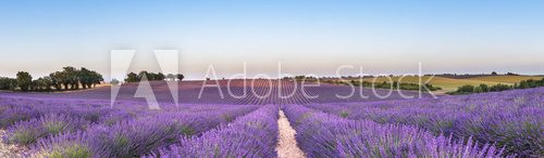 Panorama of lavender field at sunset