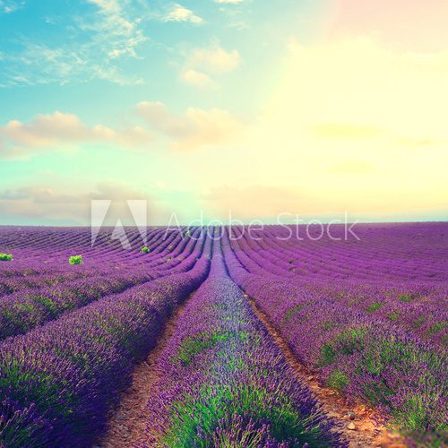 Lavender flowers field rows with summer blue and pink sunset sky with shining sun, Provence, France retro toned