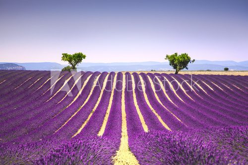 Lavender and two trees uphill. Provence, France