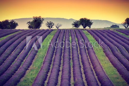 Lines of lavender near Valensole, Provence, France