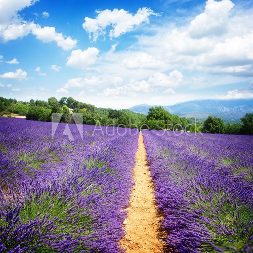 Lavender field at summer