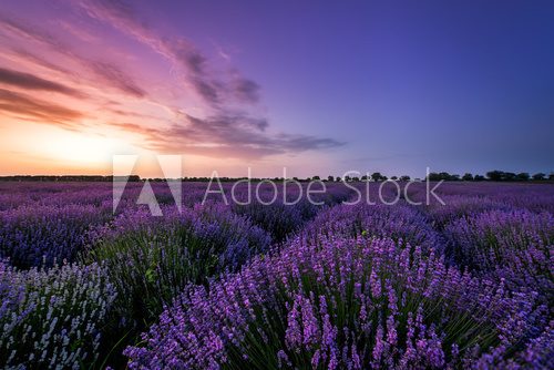 Beautiful image of lavender field Summer sunset.