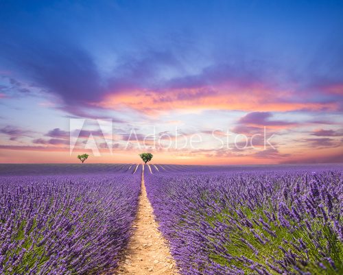 Beautiful landscape of blooming lavender field