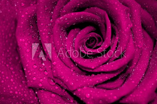 rose fuchsia with rain droplets