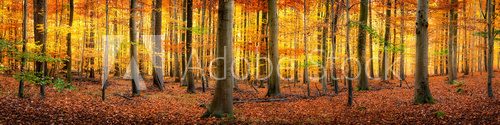 Wald im Herbst Panorama Hintergrund