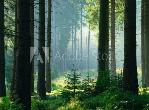 Unberührter nebliger naturnaher Fichtenwald im Gegenlicht, Nationalpark Harz