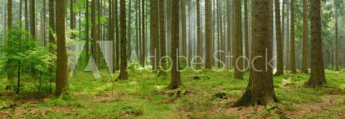 Spruce Tree Forest, Sunbeams through Fog, Creating a Mystic Atmosphere