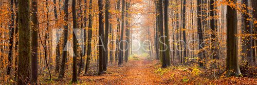 Wald Panorama im Herbst
