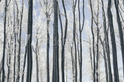 Tree trunks in forest landscape. Abstract composition background with minimal lines in winter