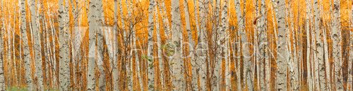 ultra wide autumn birch forest pattern.