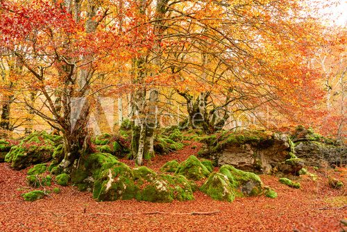 colorful autumn landscape at natural park