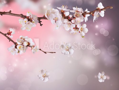 Spring Blossom Design