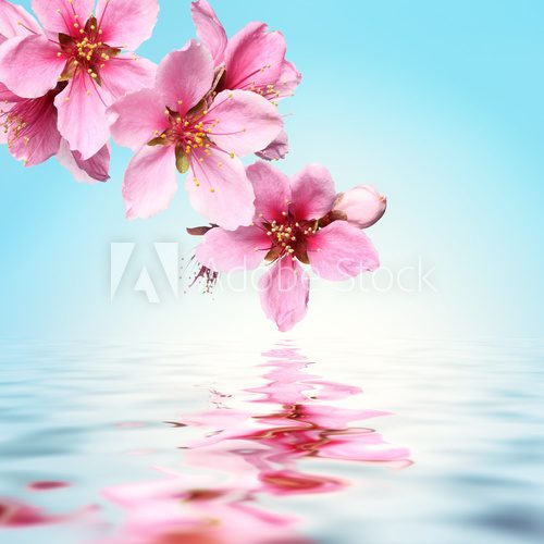 Peach flower,water background