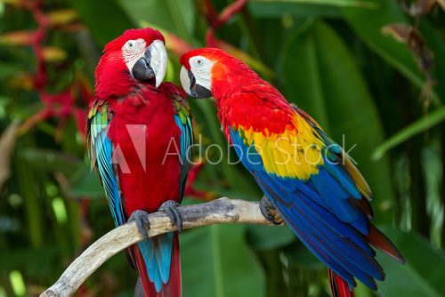 Couple of Green-Winged and Scarlet macaws in nature surrounding