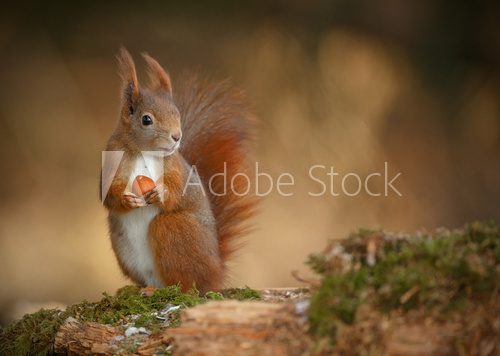 Red squirrel looking right