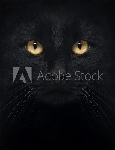 Close-up of a Black Cat looking at the camera