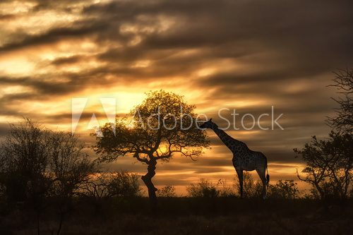 african giraffe walking in sunset