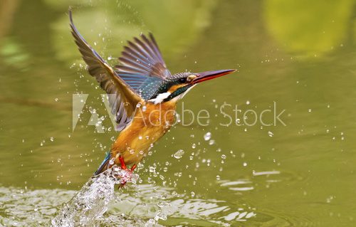 common kingfisher,Alcedo atthis
