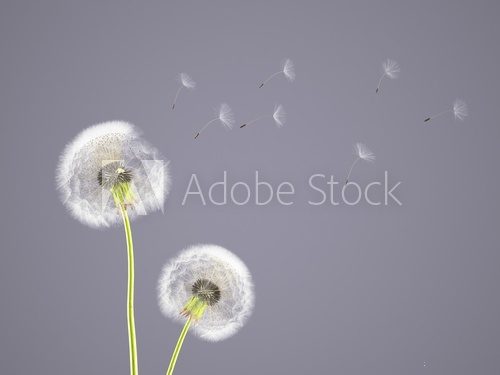 dandelion on colorful background. 3d rendering