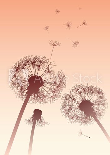 vector dandelions in sepia with flying seeds