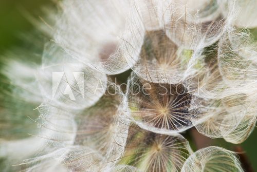 Dandelion with seeds