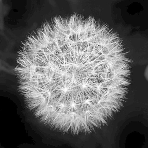 fluffy white dandelion on a black background
