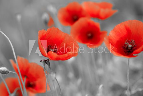 red poppies on b/w field
