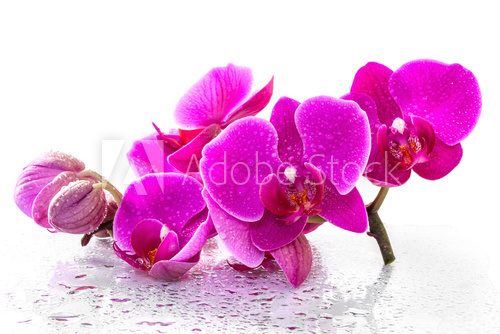 Pink orchid with dew and reflection