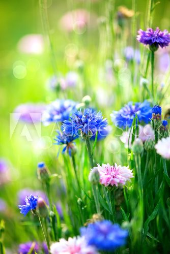 Cornflowers. Wild Blue Flowers Blooming. Closeup Image