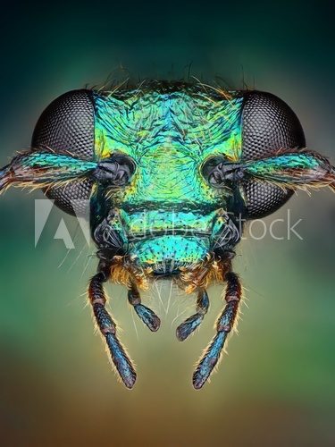 Extreme sharp and detailed view of green metallic bug
