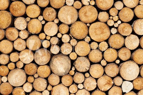 Pine timber background