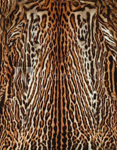 beautiful leopard skin